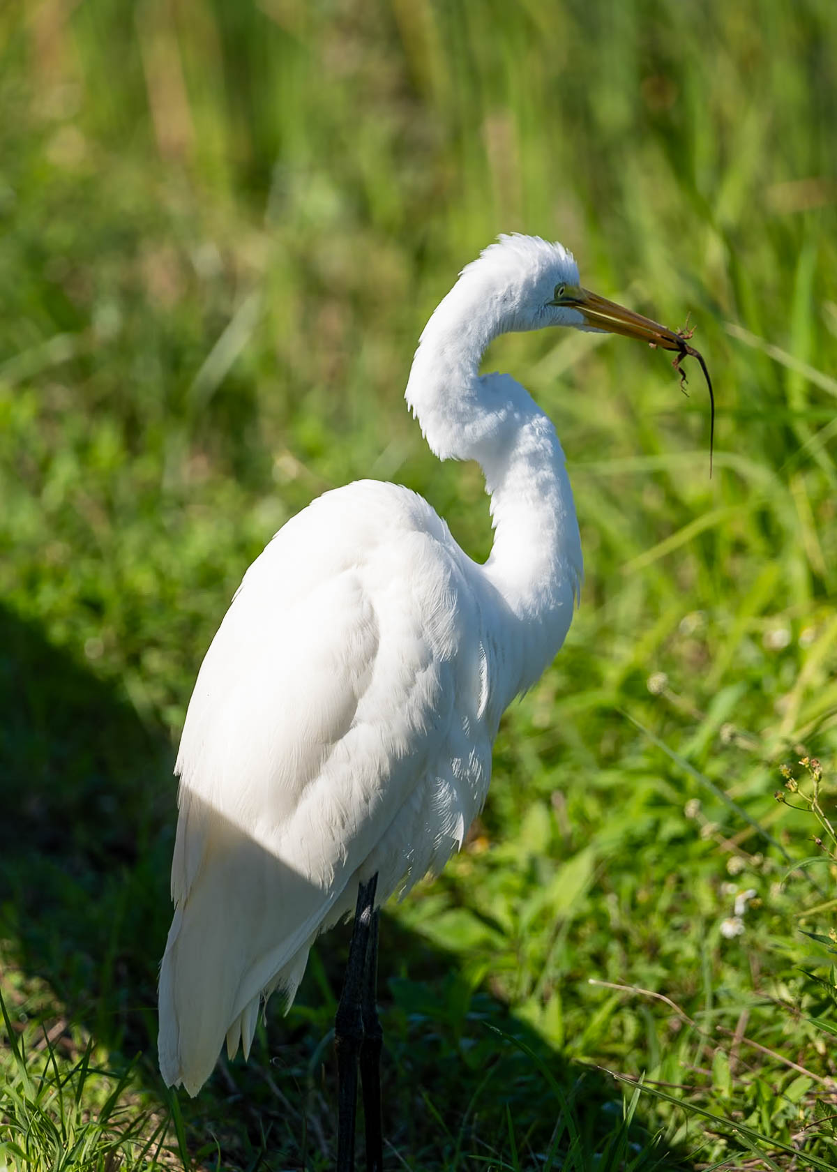 White ibis eating a lizard in the Taylor slough along the Anhinga Trail in the Everglades National Park