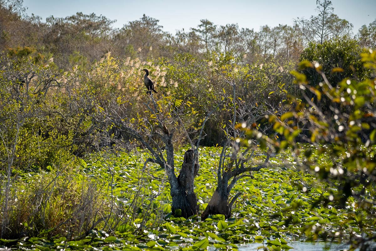 Anhinga sitting in a tree over the Taylor slough along the Anhinga Trail in Everglades National Park