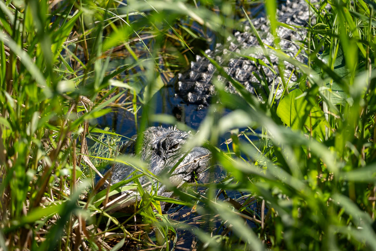 Alligator laying in marsh plants in the Taylor slough along the Anhinga Trail in Everglades National Park