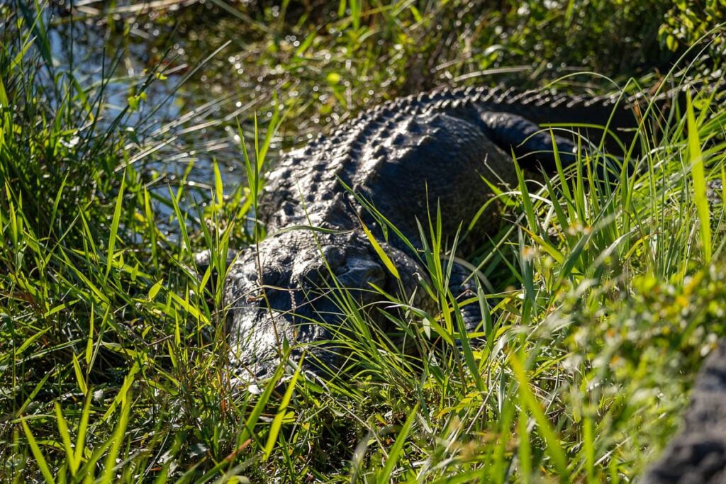 Alligator in a sawgrass marsh along the Anhinga Trail in Everglades National Park