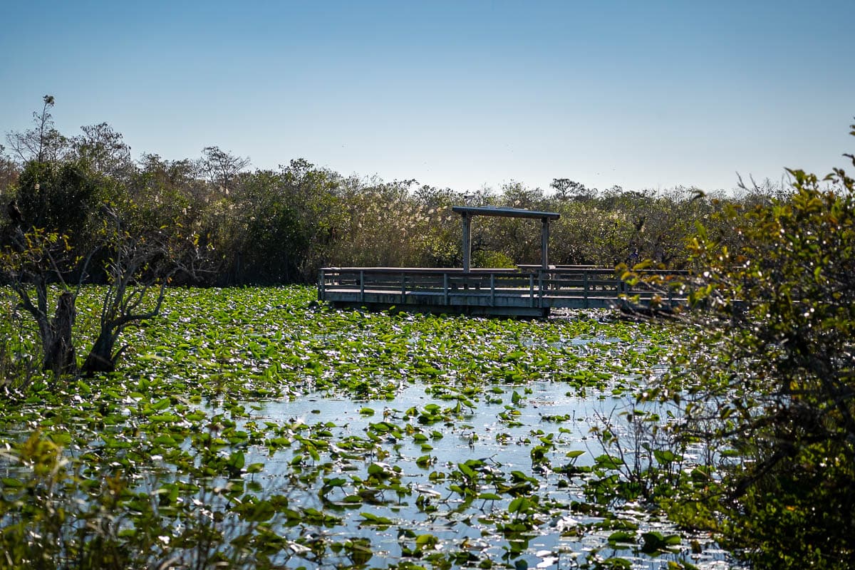 Lilypads and trees in the Taylor slough with the wooden observation platform along the Anhinga Trail in Everglades National Park