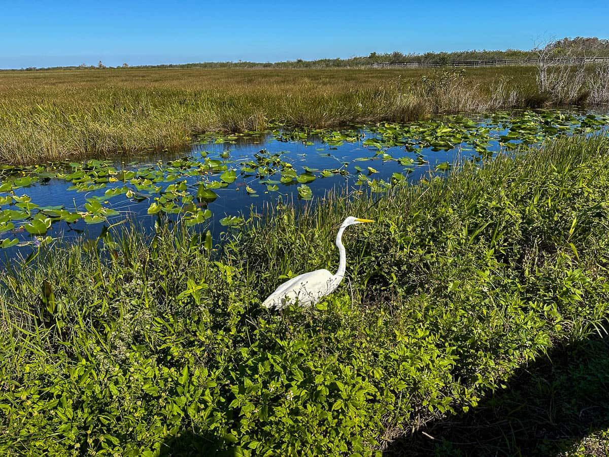 White ibis standing in Taylor slough along the Anhinga Trail in Everglades National Park