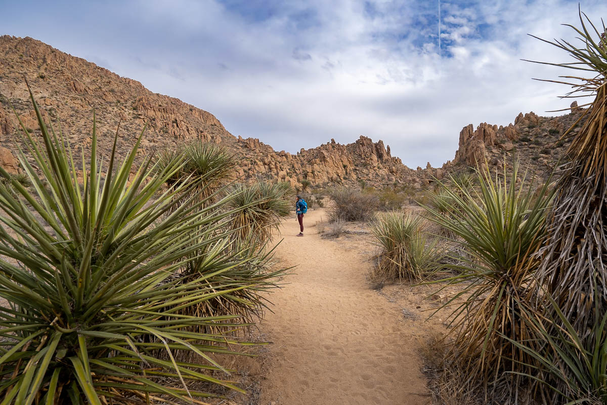 Woman standing on the Balanced Rock Trail with cacti in the foreground and rock formations in the background in Big Bend National Park in Texas