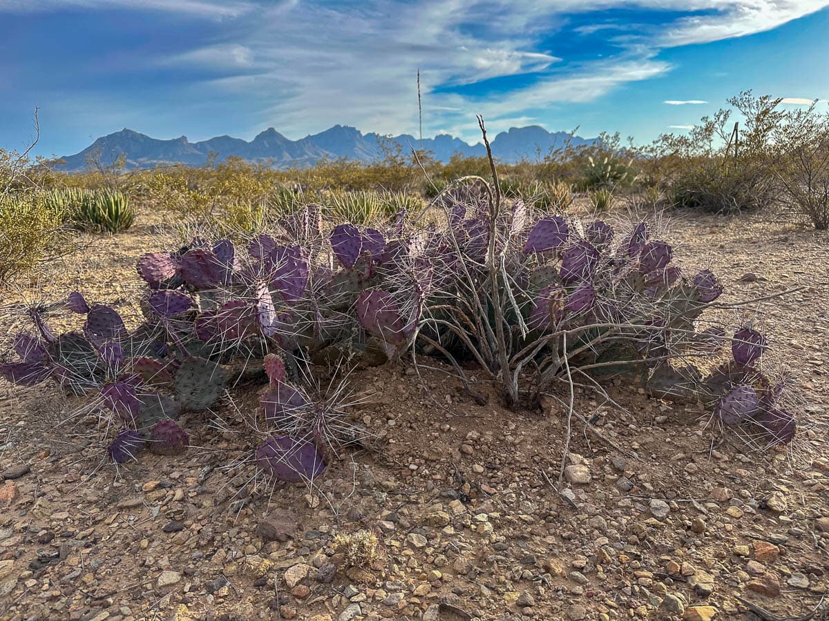 Purple cactus along the road in Big Bend National Park