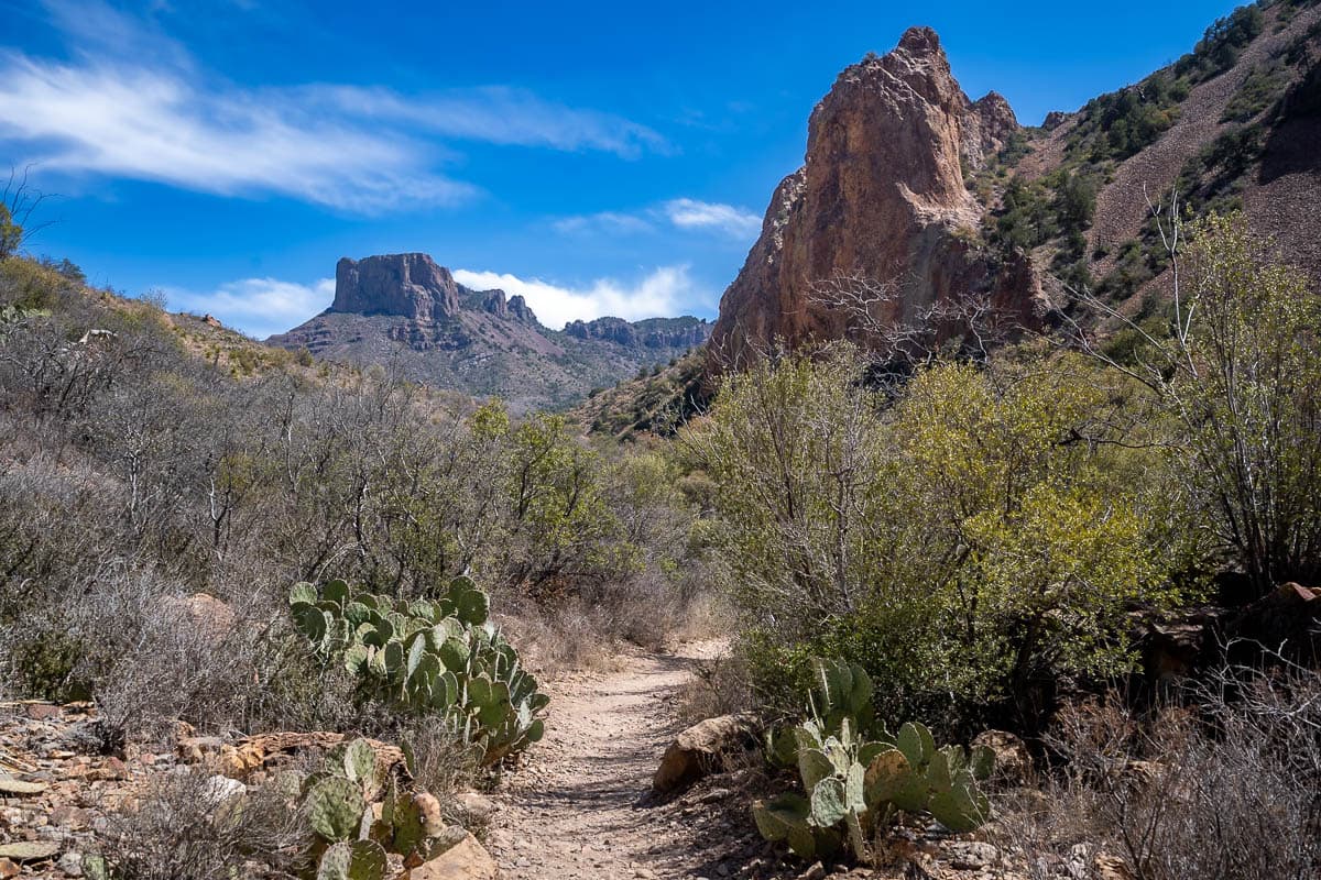 Pathway leading through succulents with mountains in the background in Big Bend National Park in Texas