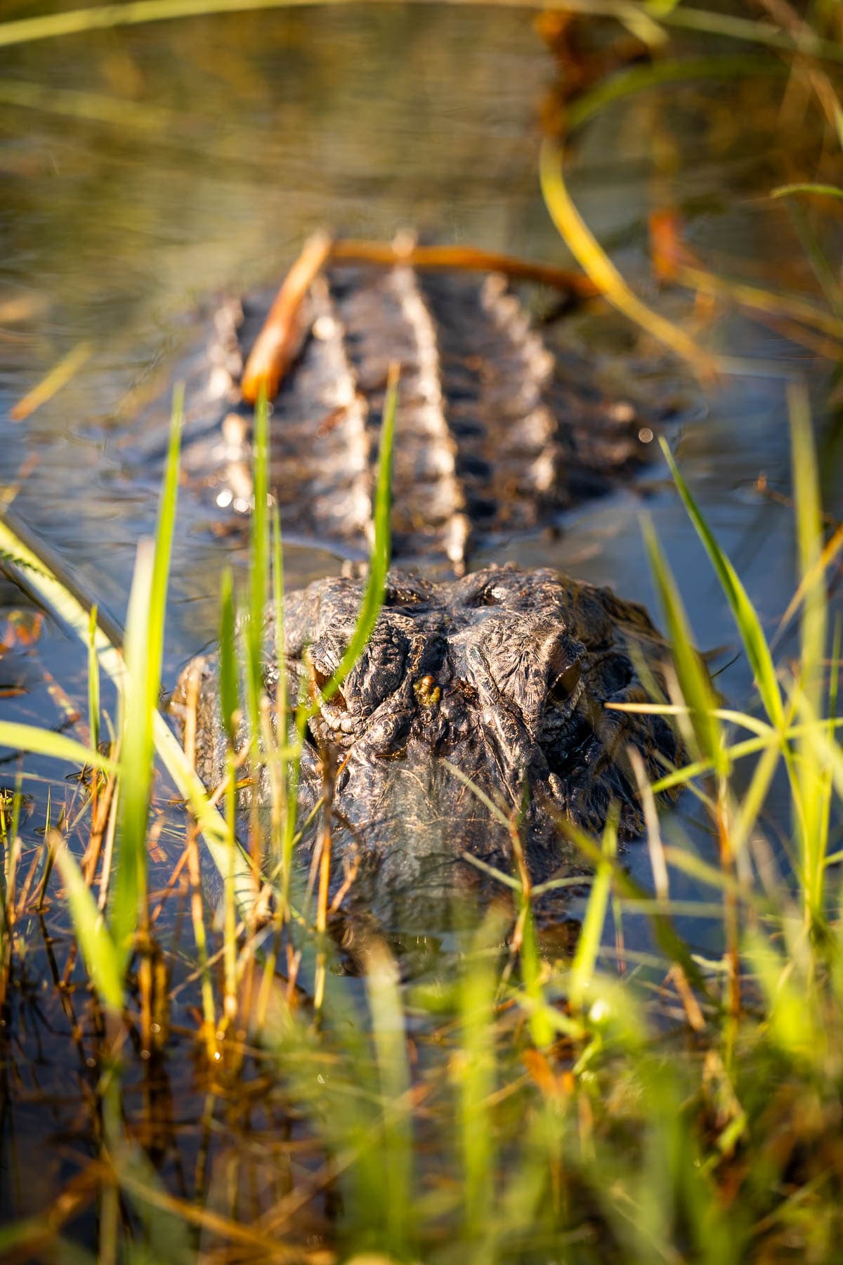 Alligator laying in swampy water along the Shark Valley bike trail in Shark Valley in Everglades National Park