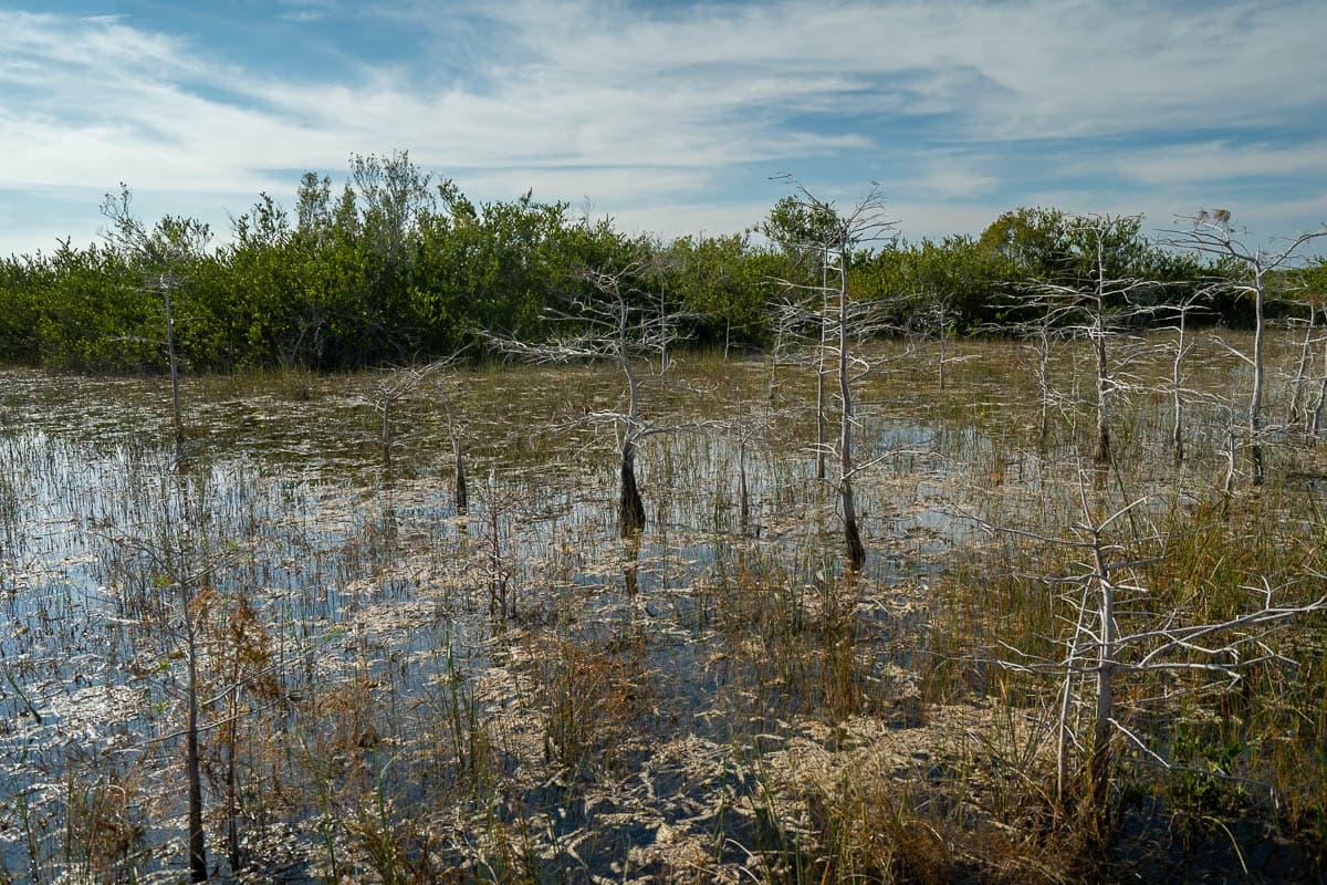 Cypress trees in flooded swamp along the Shark Valley Bike Trail in Shark Valley in Everglades National Park