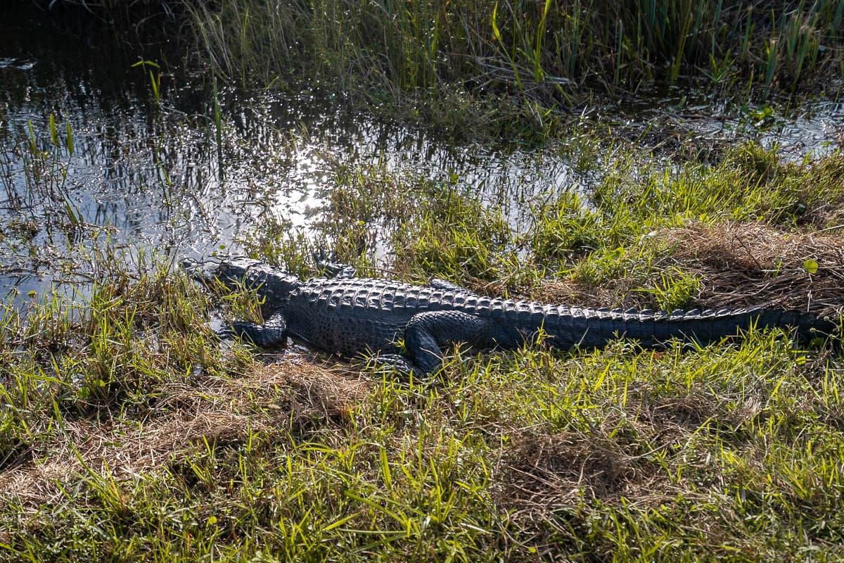 Alligator laying by the water along the Shark Valley Bike Trail in Everglades National Park