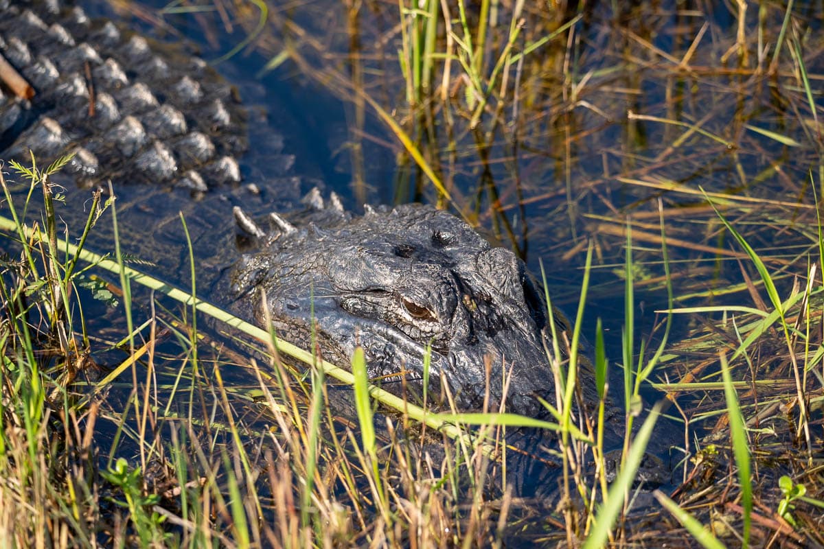 Alligator laying in swampy water along the Shark Valley Bike Trail in Shark Valley in Everglades National Park