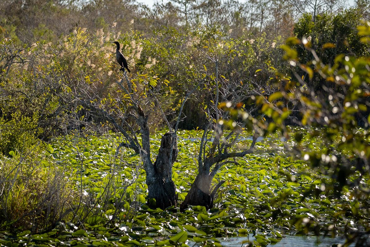 Ahinga sitting in a tree above swampy water along the Ahinga Trail in Everglades National Park 