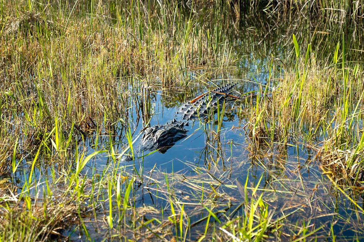 Alligator laying in the swampy water along the Shark Valley bike trail in Shark Valley in Everglades National Park