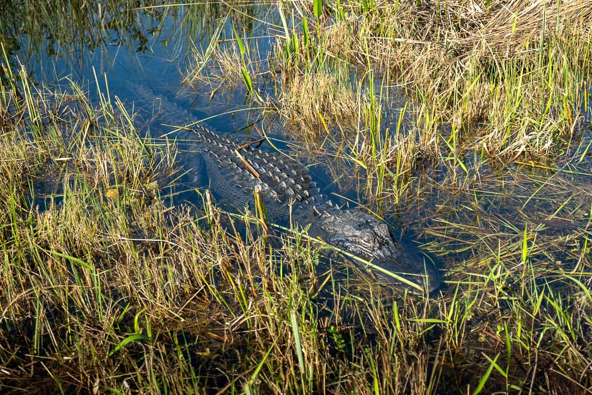 Alligator in swampy water along the Shark Valley Bike Trail in Shark Valley in the Everglades National Park