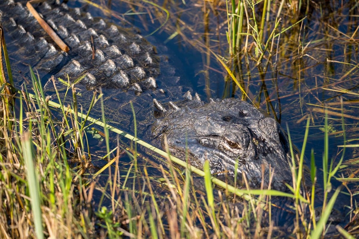 Alligator hiding in grasses of a sawgrass prairie in Shark Valley in the Everglades National Park