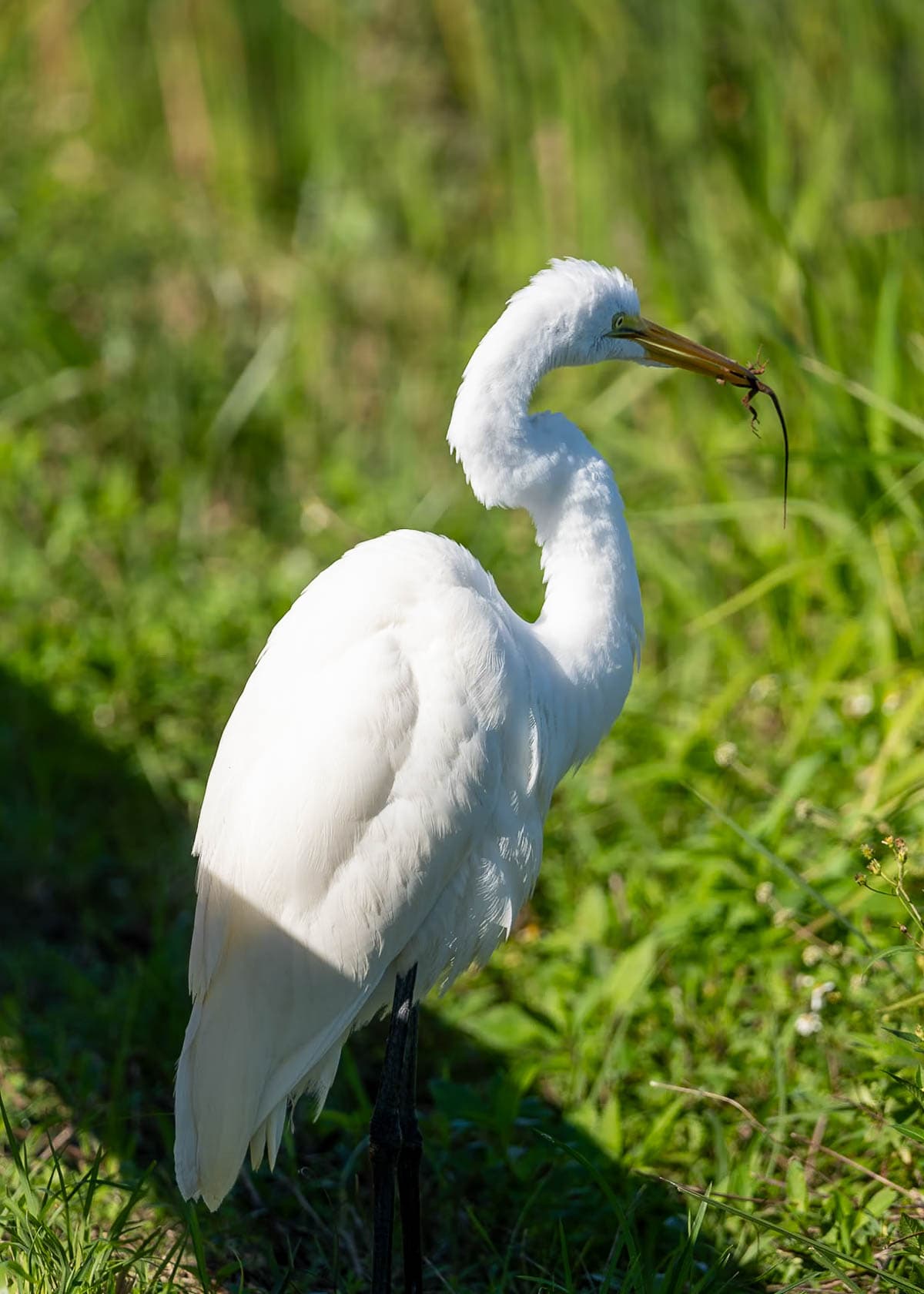 White ibis eating a lizard along the Anhinga Trail in Everglades National Park