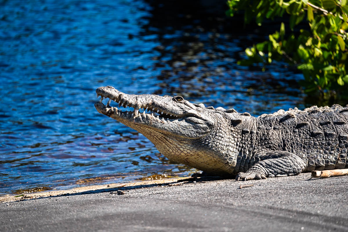 American crocodile sitting on the pavement of the Flamingo Marina in Everglades National Park