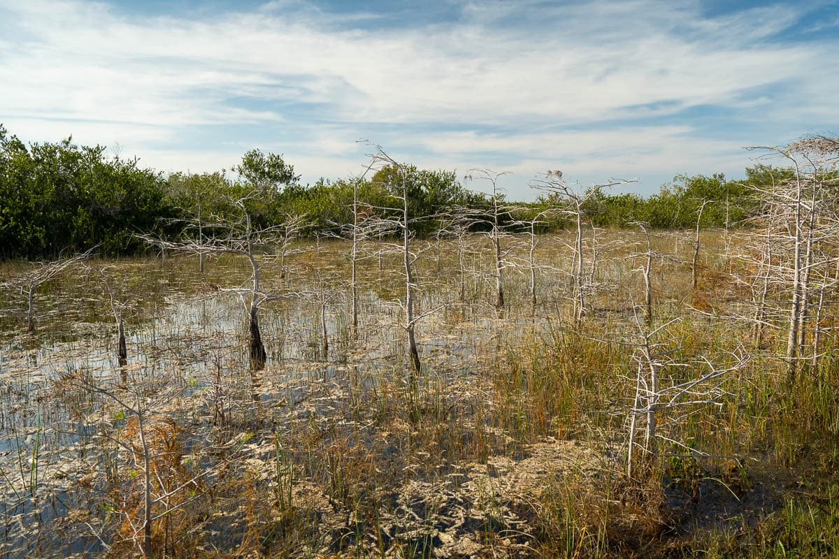 Dwarf cypress trees along the Pa-Hay-Okee Lookout Trail in Everglades National Park