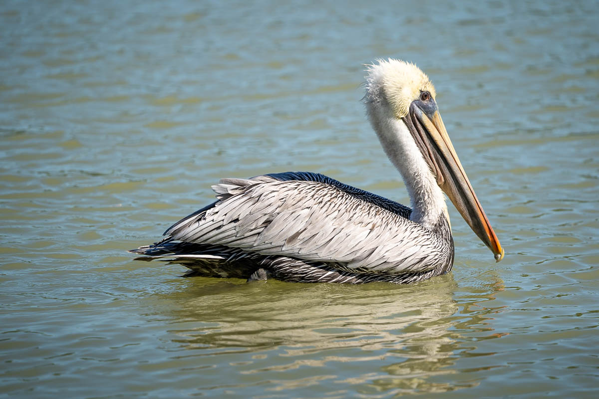 Pelican floating in the Florida Bay in Everglades National Park