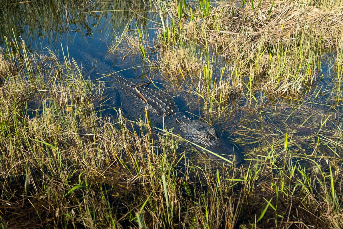 Submerged alligator surrounded by grass along the Shark Valley path in Everglades National Park