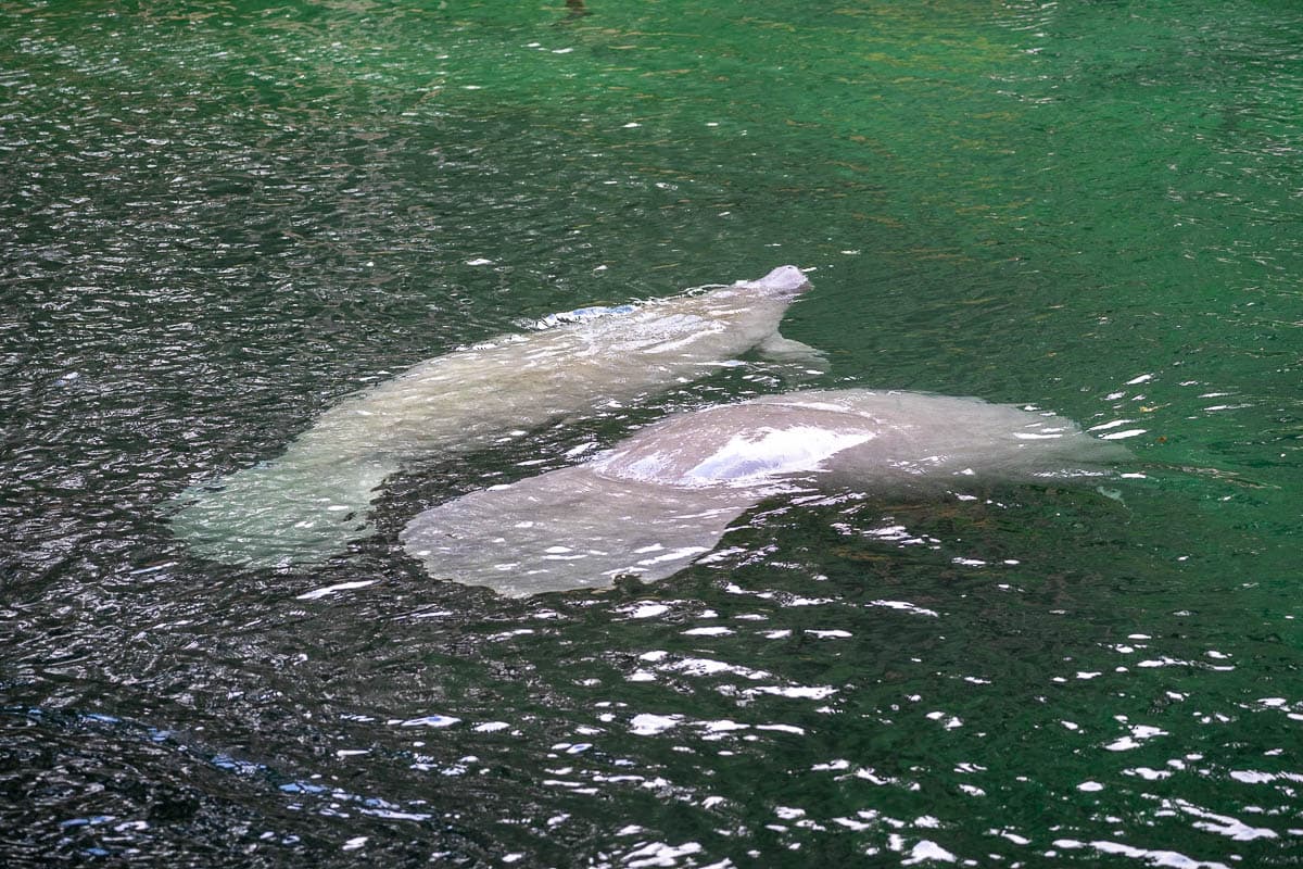 Two manatees swimming next to each other at Blue Springs State Park in Orange City, Florida