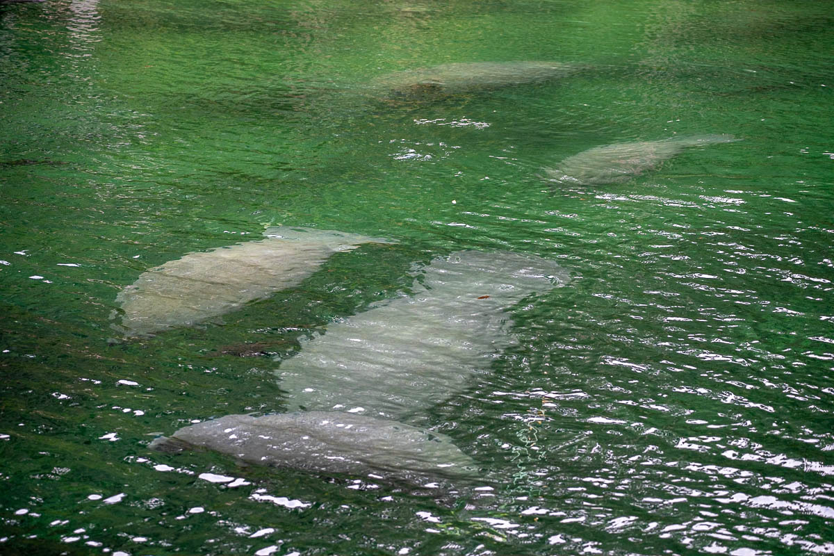 Manatees swimming in Blue Springs State Park in Orange City, Florida