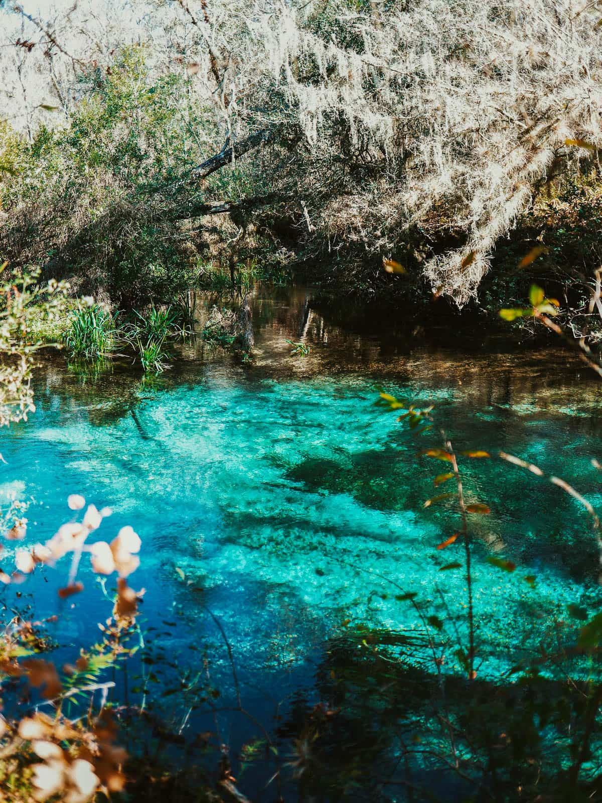 Spanish moss hanging Ichetucknee Springs State Park in Fort White, Florida