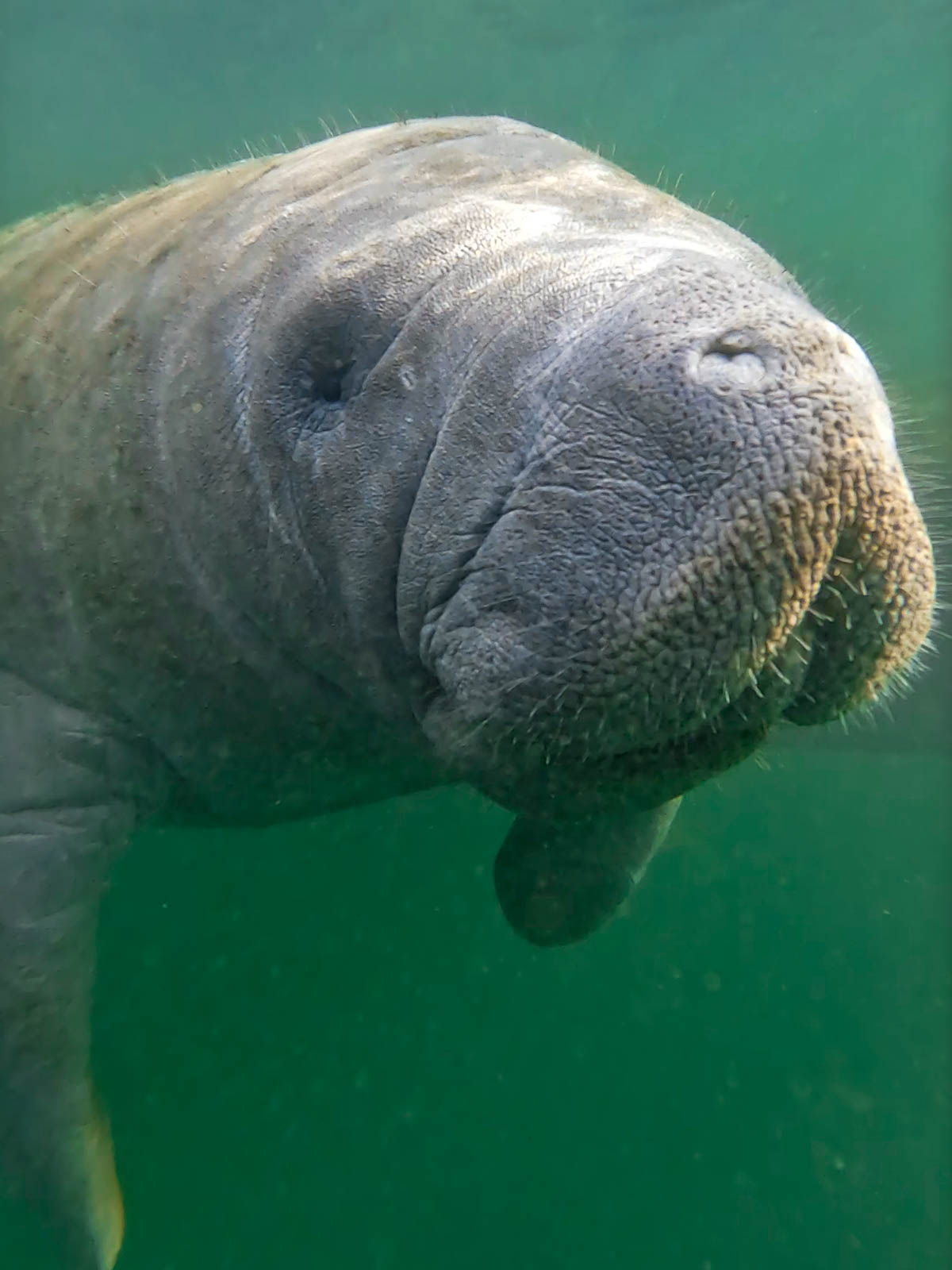 View of manatee swimming through Three Sisters Spring in Crystal River, Florida