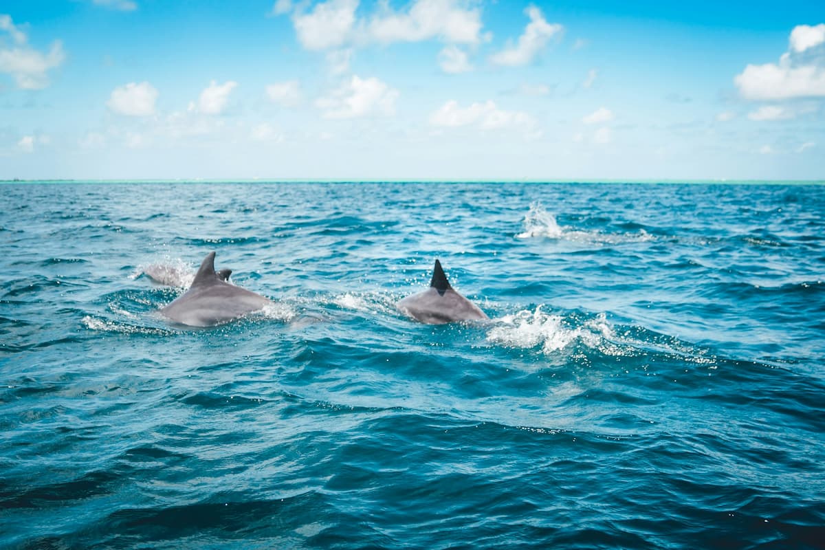 Dolphins swimming in the Atlantic Ocean 