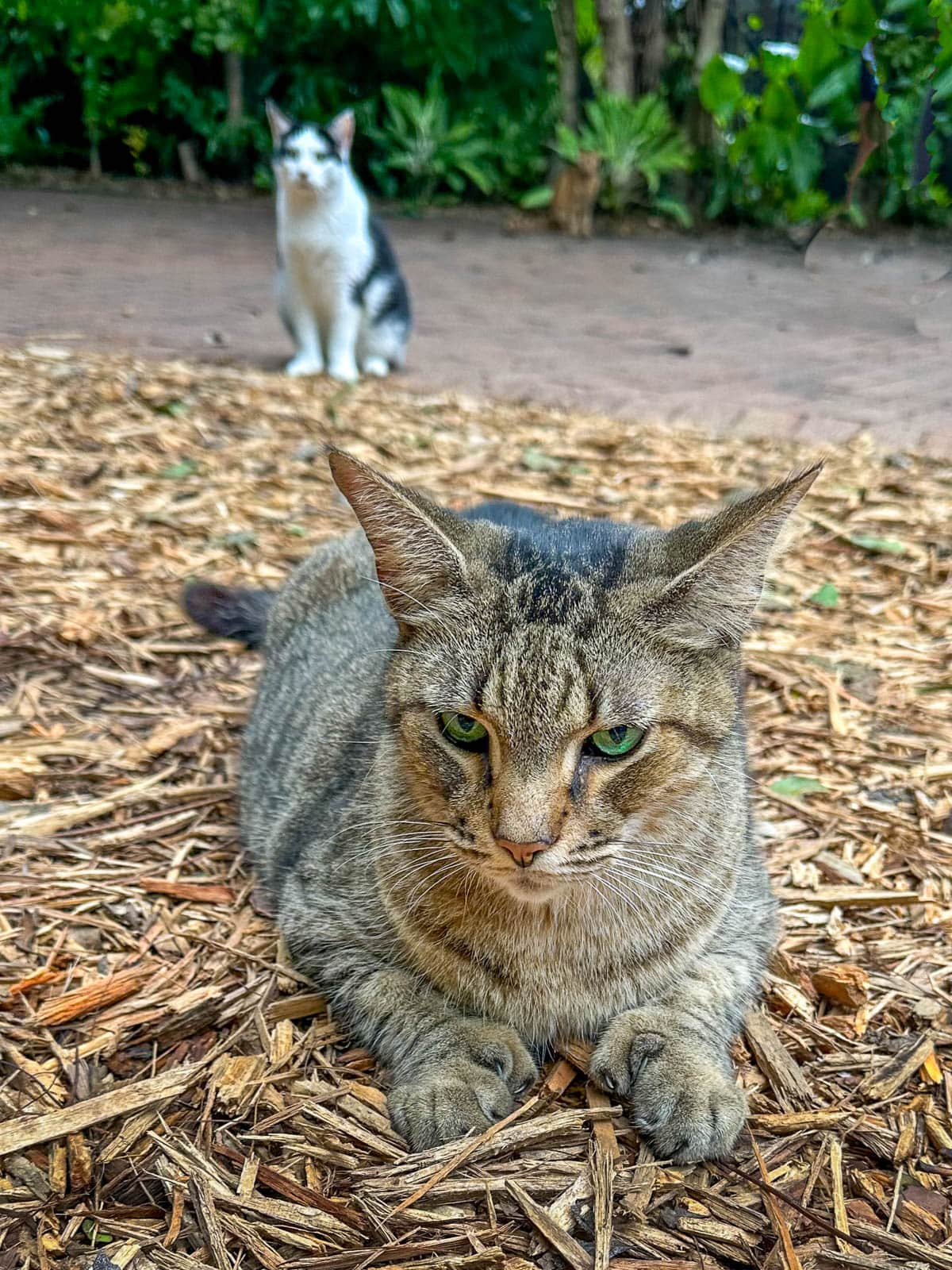 Two polydactyl cats at the Hemingway House in Key West, Florida