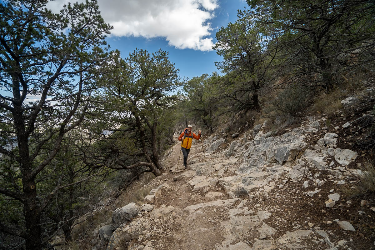 Man climbing through a pine tree forest along the Guadalupe Peak Trail in Guadalupe Mountains National Park in Texas