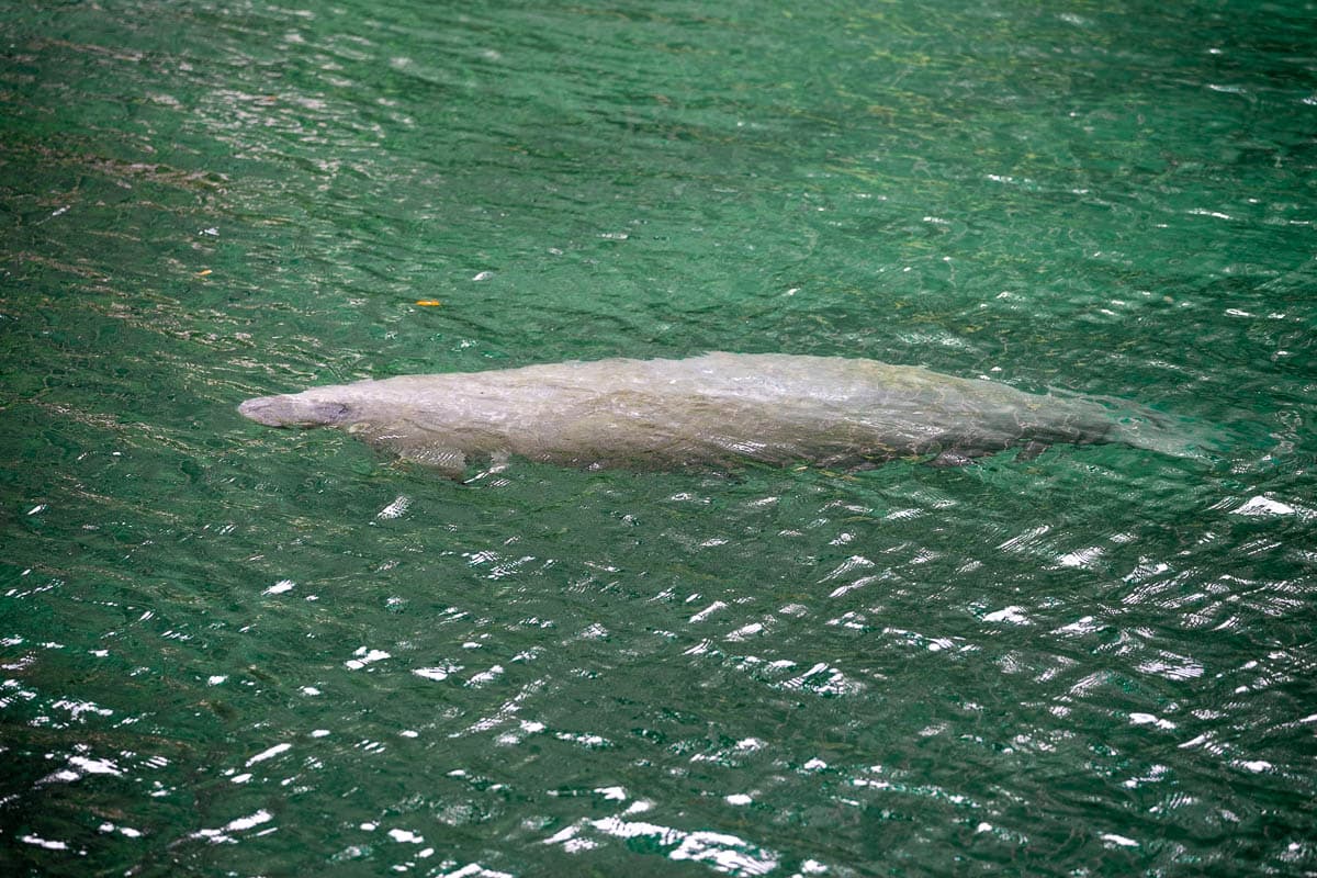 Manatee swimming through the water in Florida