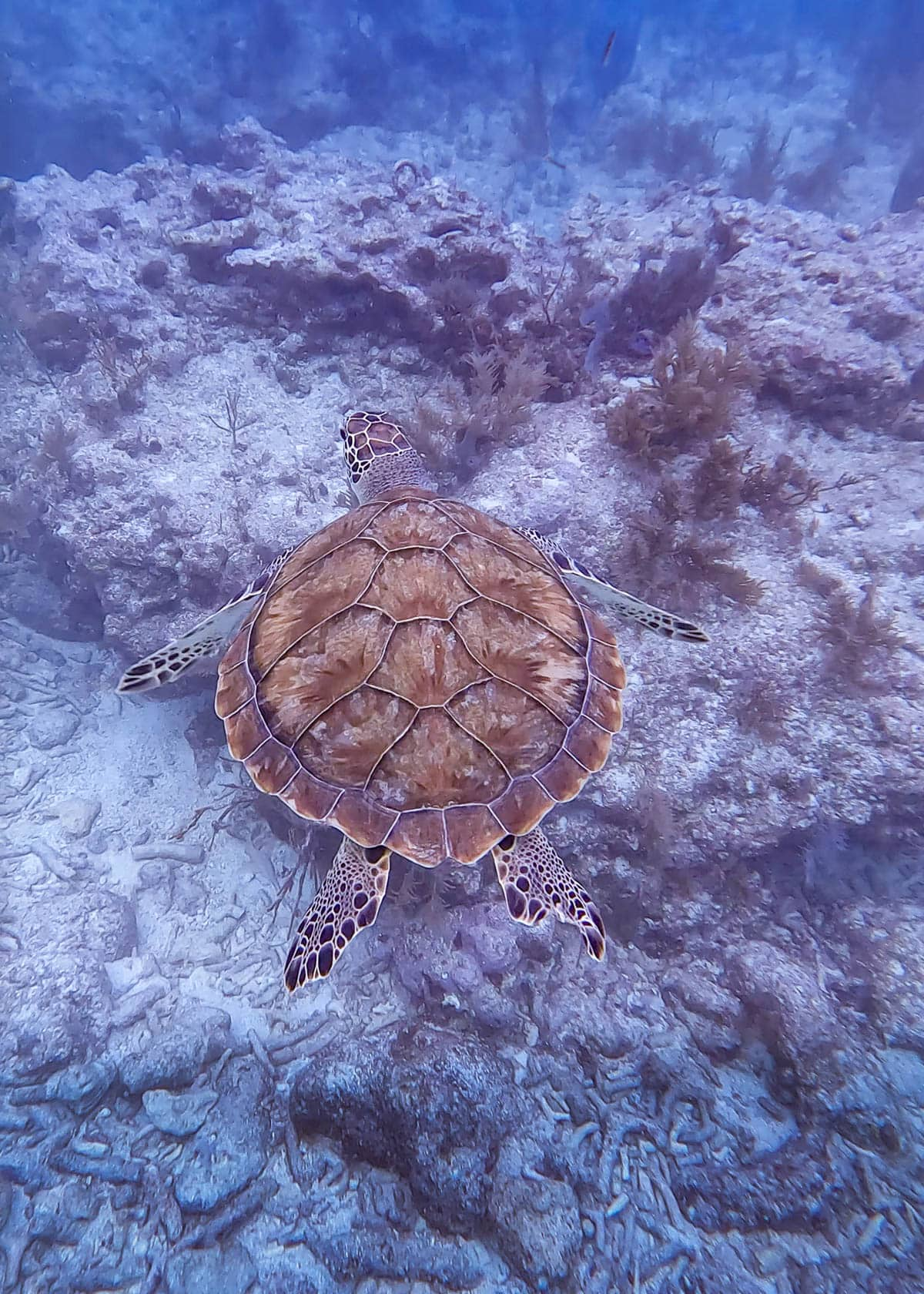 Sea turtle swimming through the Florida Reef in Key Largo in the Florida Keys, Florida