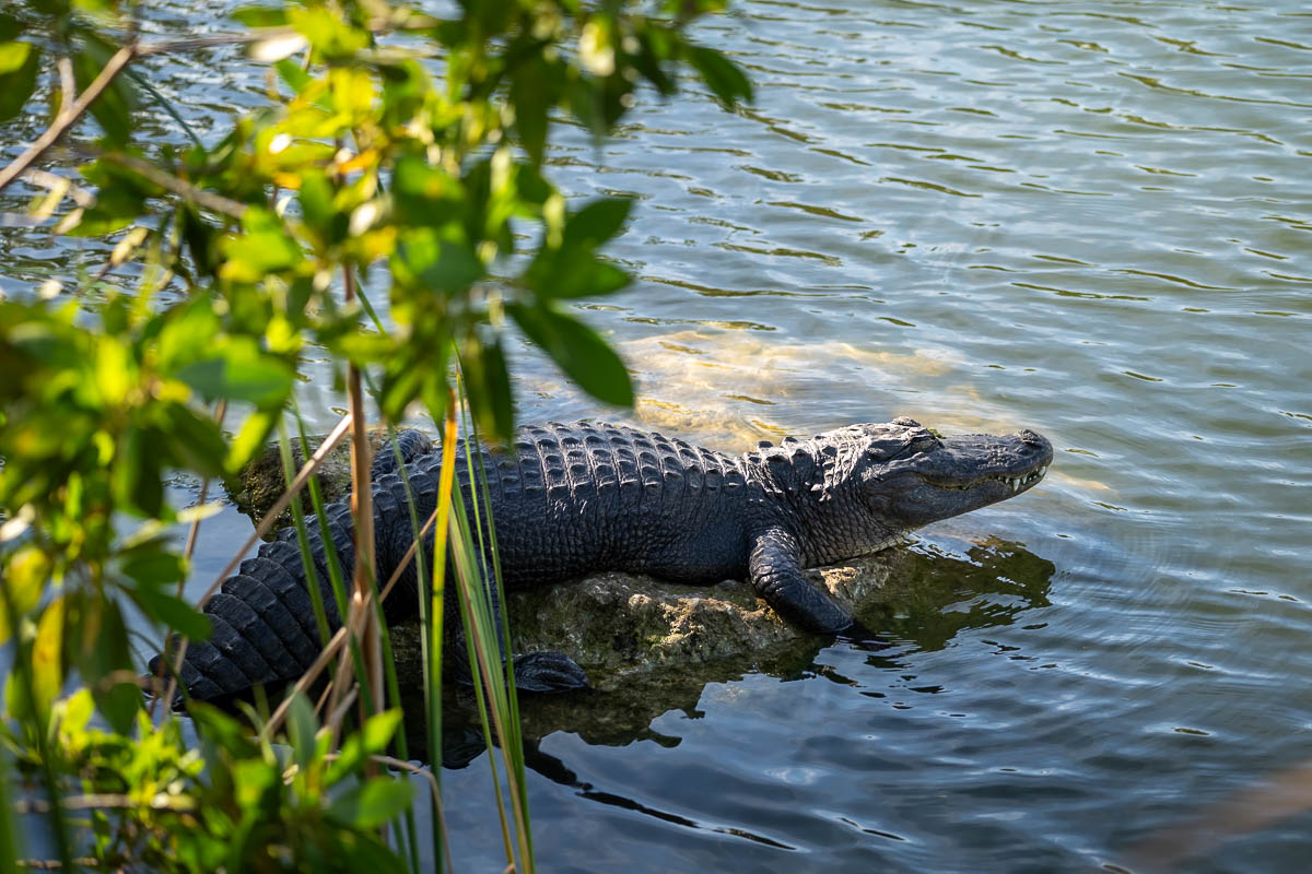 Alligator sunning itself at the Blue Hole in the Big Pine Key in the Florida Keys, Florida