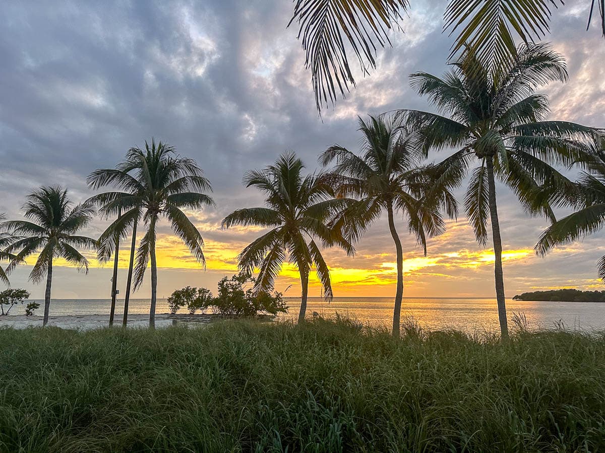 Palm trees along Sombrero Beach in Marathon in the Florida Keys in Florida