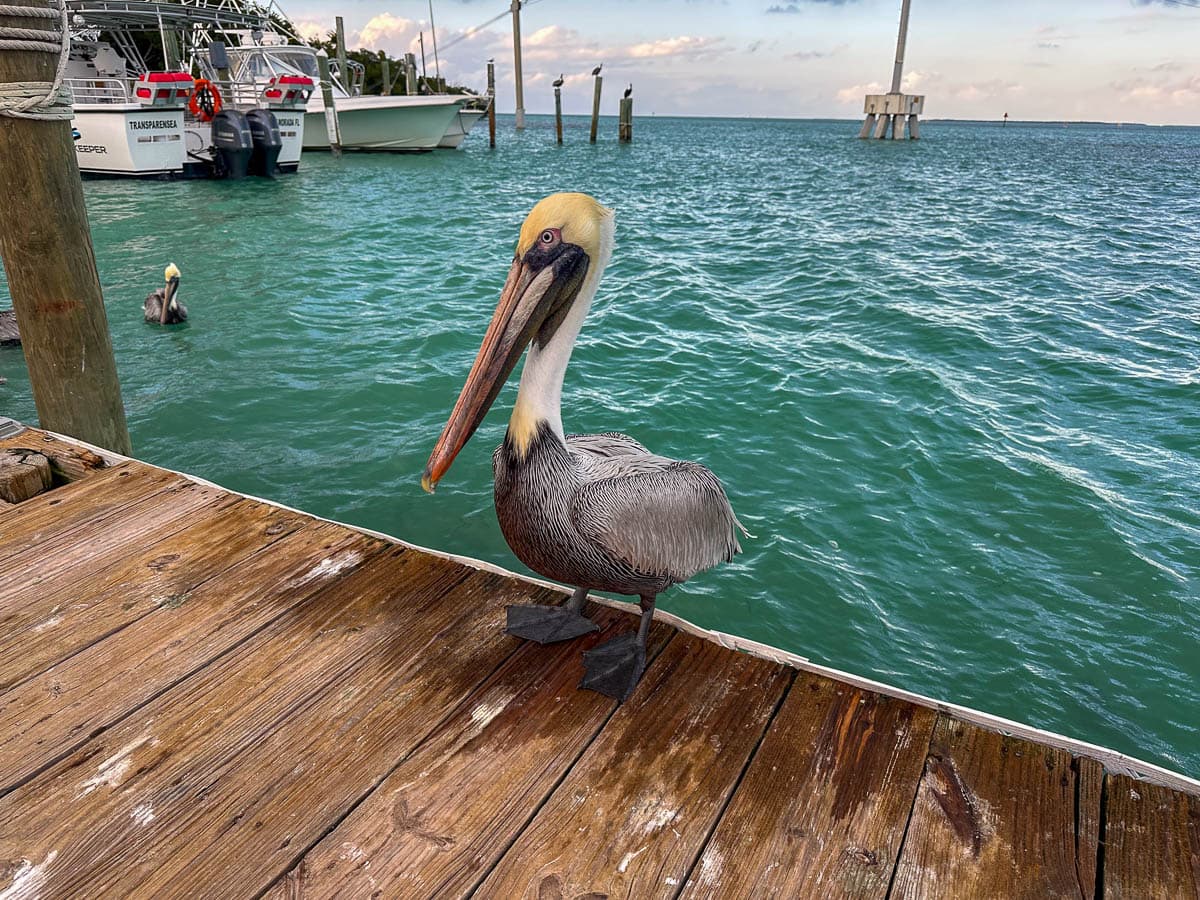 Pelican standing on the dock at Robbie's in Islamorada in the Florida Keys, Florida