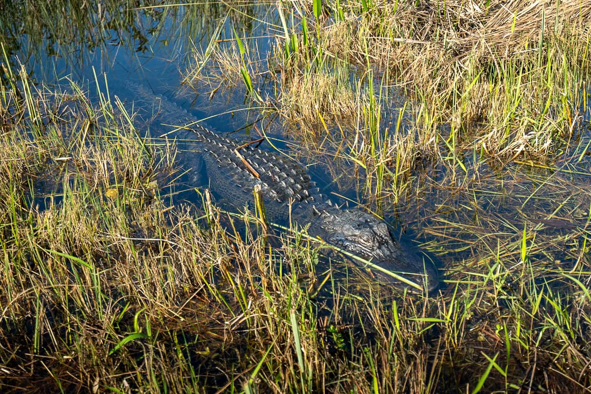 Alligator submerged in wetlands in Shark Valley of Everglades National Park in Florida