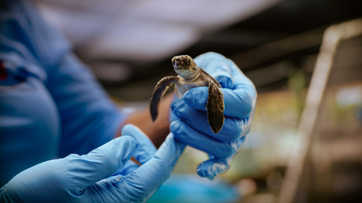 Person holding a baby turtle with gloves at the Turtle Hospital in Marathon in the Florida Keys