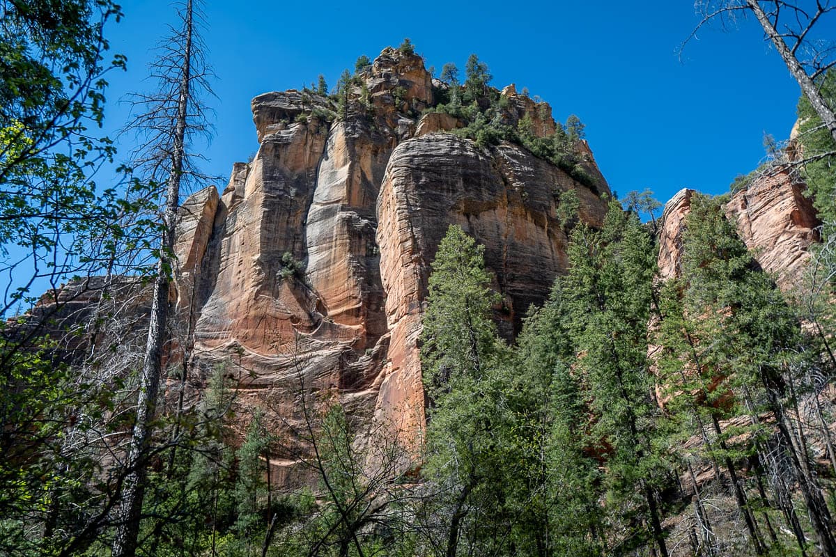 Red sandstone cliff with surrounding pine trees along the West Fork Trail in Sedona, Arizona