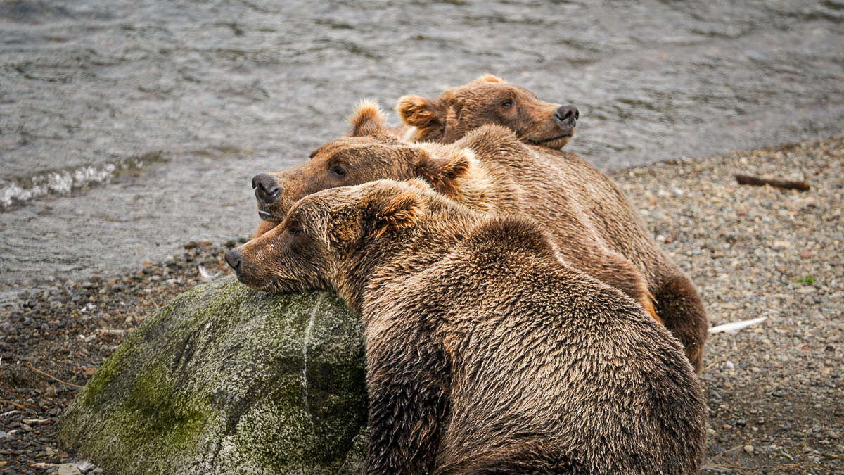 Three brown bears cuddling near a rock near Brooks Falls in Katmai National Park