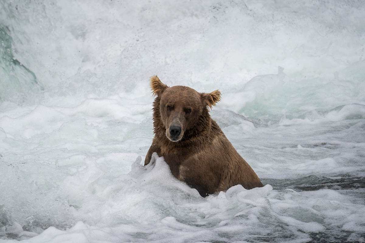 Brown bear standing near Brooks Falls in Katmai National Park in Alaska