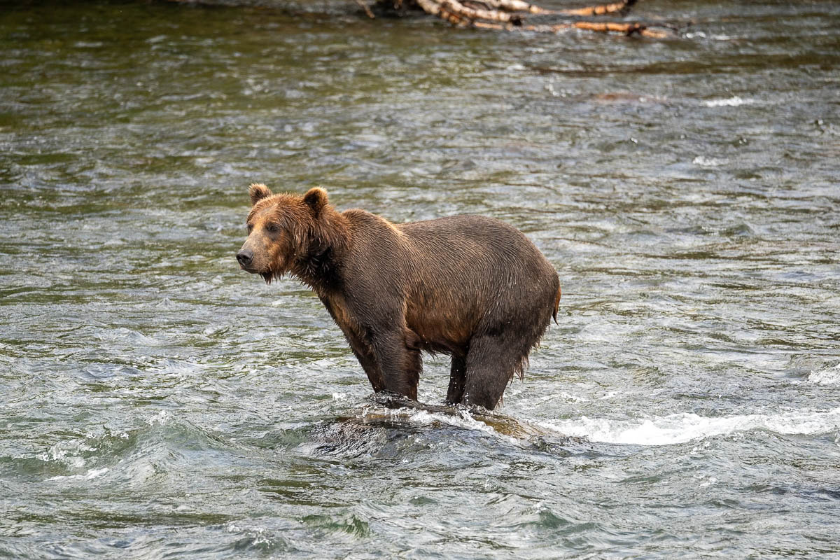 Brown bear standing on a rock in Brooks River in Katmai National Park in Alaska