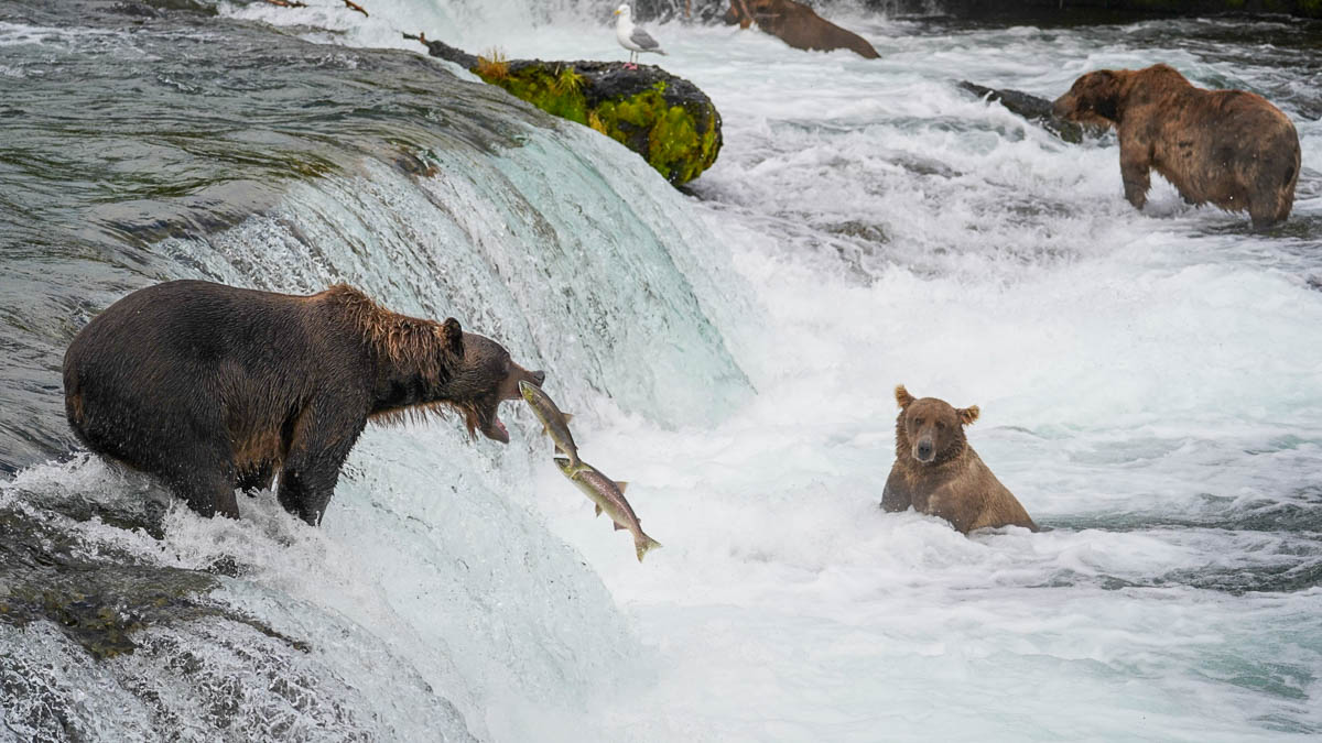 Brown bears catching jumping salmon in Brooks Falls in Katmai National Park in Alaska