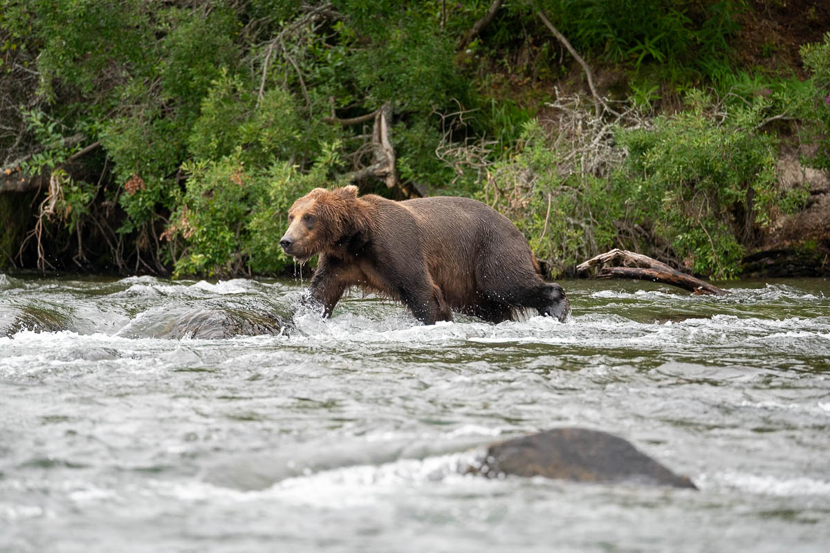 Wet brown bear walking through Brooks River in Katmai National Park in Alaska