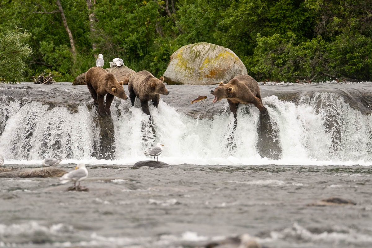 Three brown bears standing on the lip of Brooks Falls catching jumping salmon in Katmai National Park in Alaska