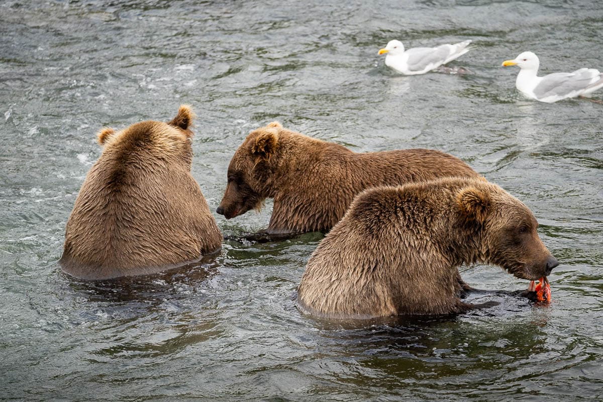 Three brown bears eating salmon while standing in Brooks River in Katmai National Park in Alaska