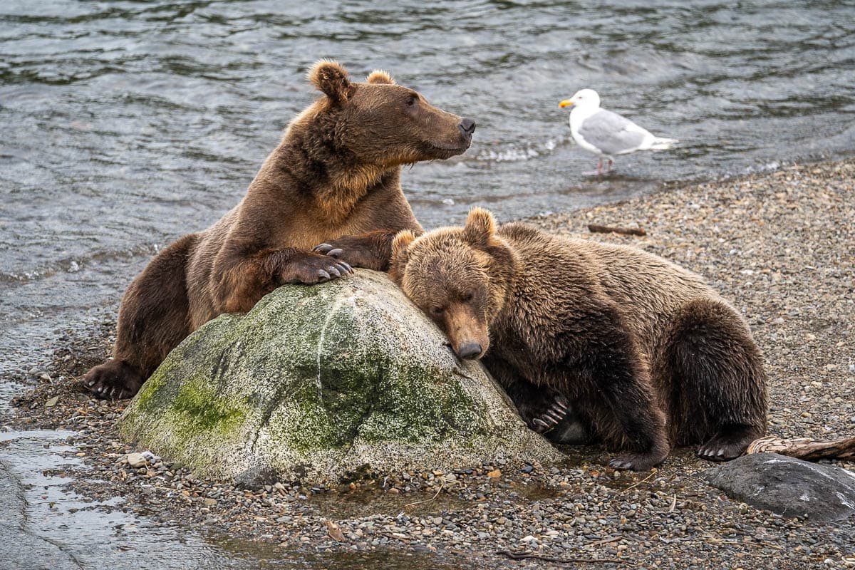 Brown bears resting on a rock near Brooks Falls in Katmai National Park in Alaska