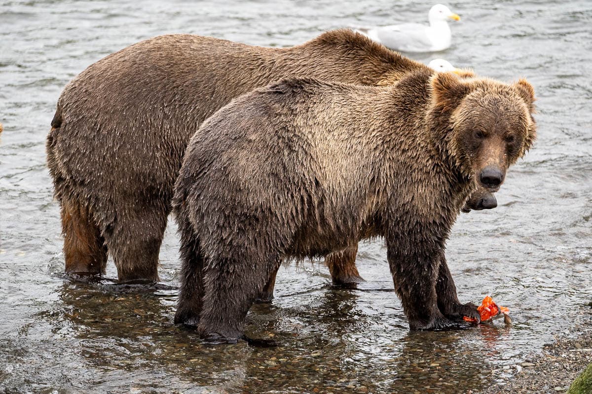 Two brown bears eating salmon while standing in Brooks River in Katmai National Park in Alaska