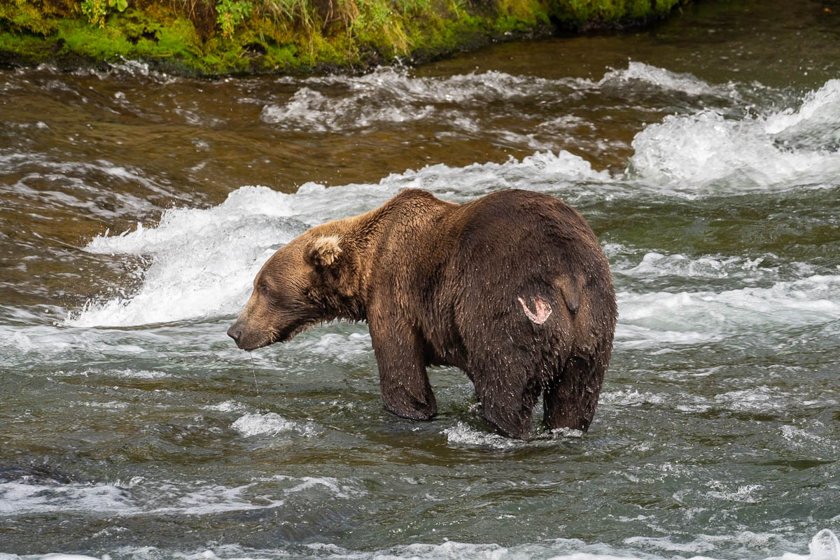 Brown bear standing in Brooks River in Katmai National Park in Alaska