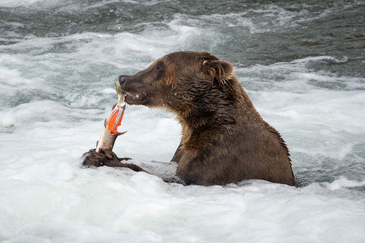 Brown bear holding and eating a salmon while standing in Brooks River in Katmai National Park in Alaska