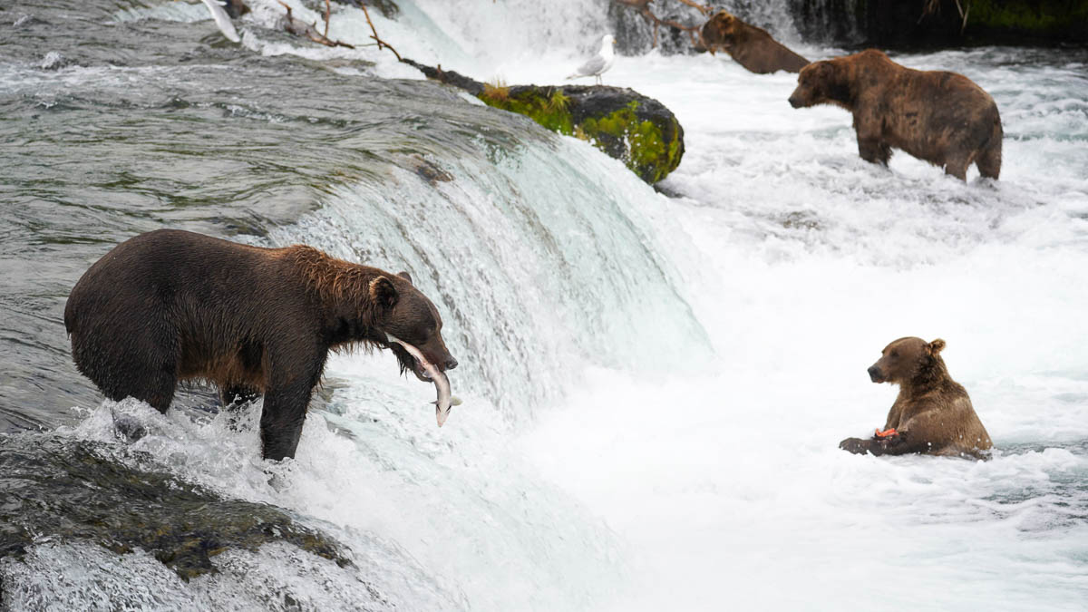 Brown bears catching salmon in Brooks Falls in Katmai National Park in Alaska