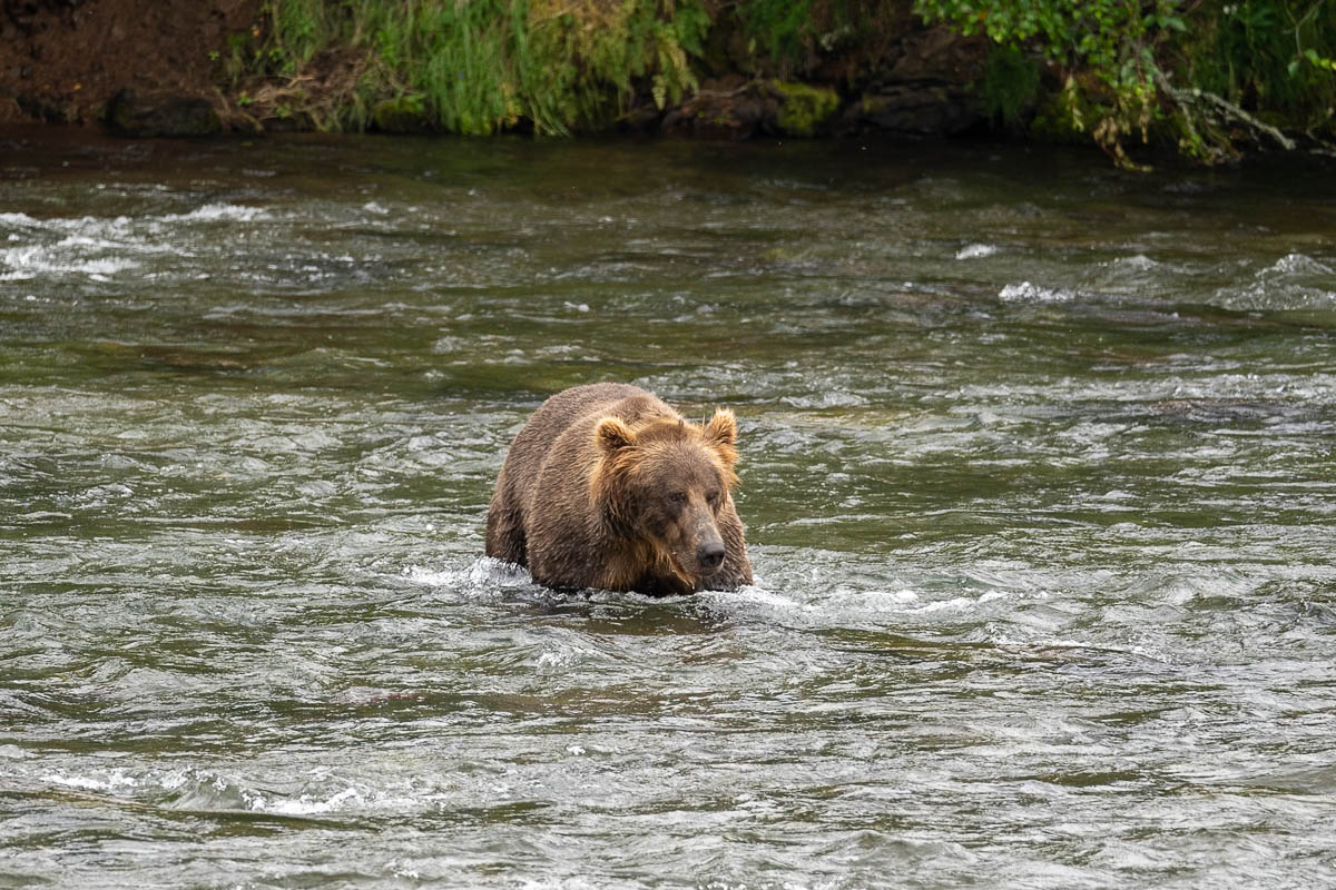 Brown bear walking through the Brooks River in Katmai National Park in Alaska